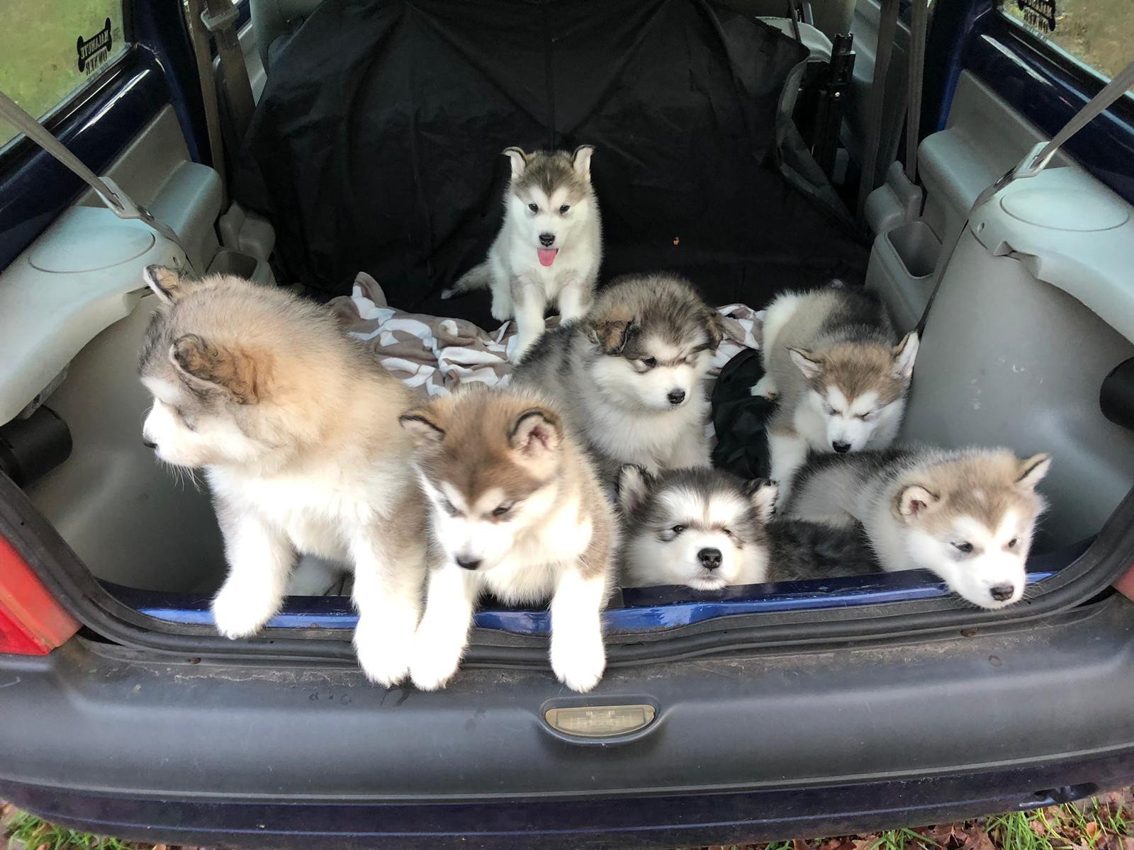 honden mee op vakantie