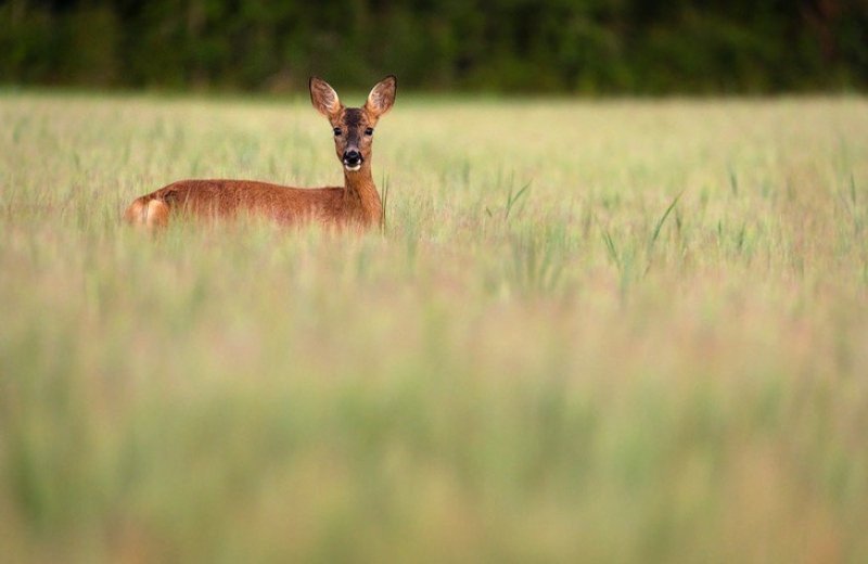 Natuur in zweden